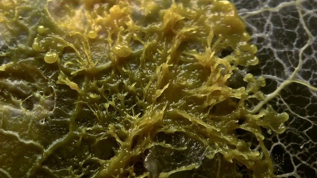 slime-mold-creeping-garden-documentary